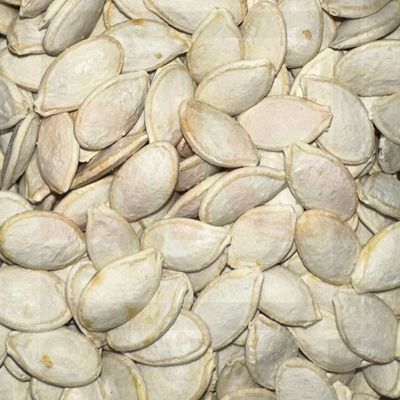 Squash Seed Oregon R/L/S