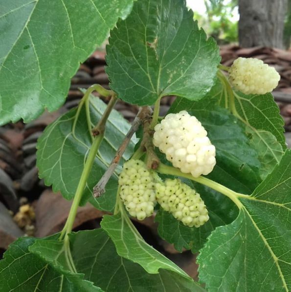 Turkish Mulberry