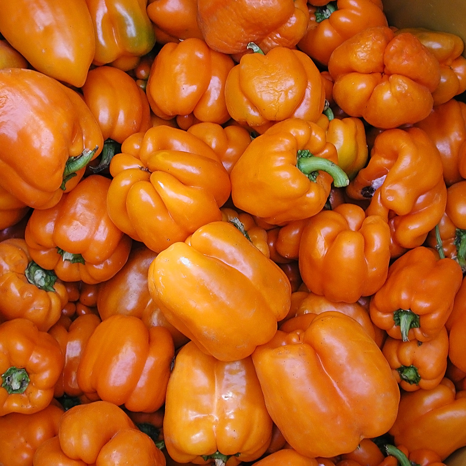 Gourmet 212 Orange Drop Peppers 210g